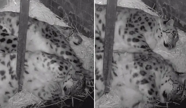 El cuidador de la pareja de leopardos de las nieves quedó sorprendido al ver la reacción de uno de los felinos al querer estirarse. Foto: captura