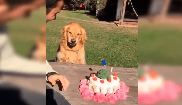 YouTube viral: hombre intenta quitarle la torta a su perro ‘cumpleañero’ y este enfurece 