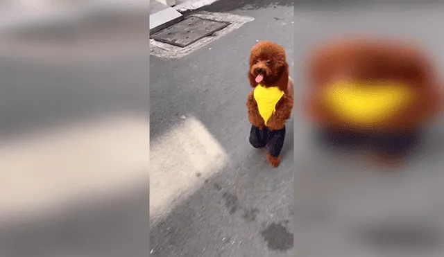 Facebook: Usuarios indignados con video que muestra un perro caniche caminando en dos patas