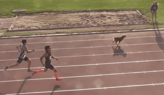 Facebook viral: perro ingresa a competencia de atletismos y humilla a todos los corredores [VIDEO]