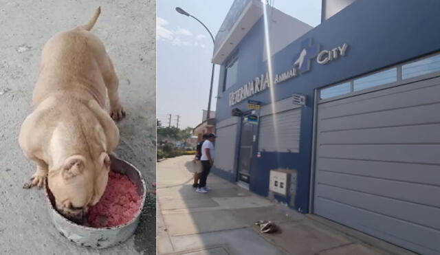 Dueño del can exige que cierren la veterinaria ya que podría pasar lo mismo con otros animales. Video Vanessa Trebejo / URPI-LR