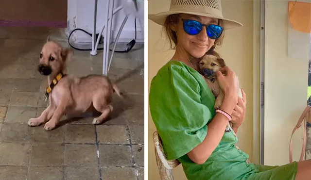 En Facebook, una joven rescató a un cachorro hambriento que clamaba ayuda en las calles de Bali.