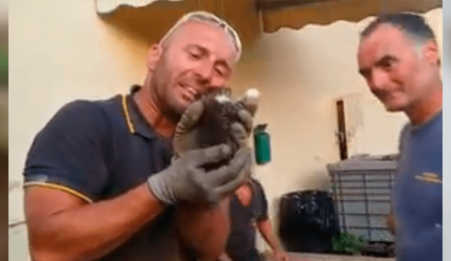 La conmovedora reacción de un bombero al rescatar a un gatito atrapado en agujero [VIDEO]
