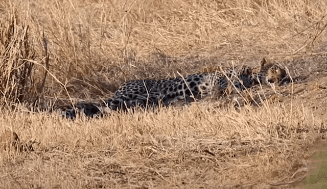 La tasa de supervivencia de los cachorros de leopardo es de un 50%. Foto: Kruger National Park Videos / YouTube