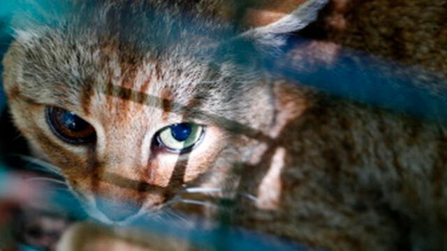 Gato zorro: una nueva especie felina que alerta a la comunidad científica