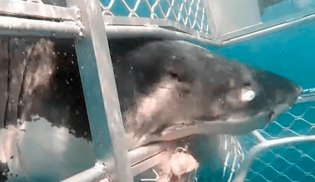 Enorme tiburón genera terror al arremeter contra una jaula con buzos en su interior [VIDEO]