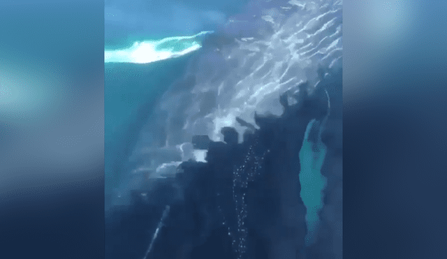 Turistas quedan en shock al escuchar el misterioso canto de enorme ballena que emergió del mar.
