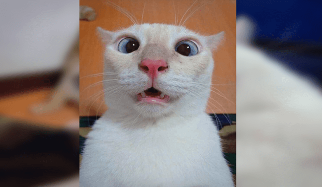 Facebook viral: divertido gatito utiliza celular de dueño para tomarse 'selfies' y este es el resultado [FOTOS]