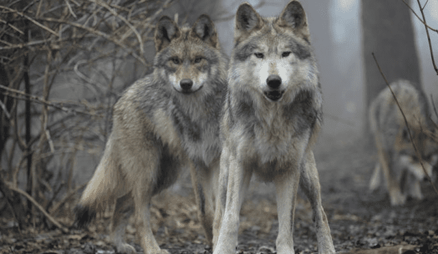 Misteriosa especie de lobo gris, que se creía extinta, fue vista en Francia. Foto: Bío Bío Chile