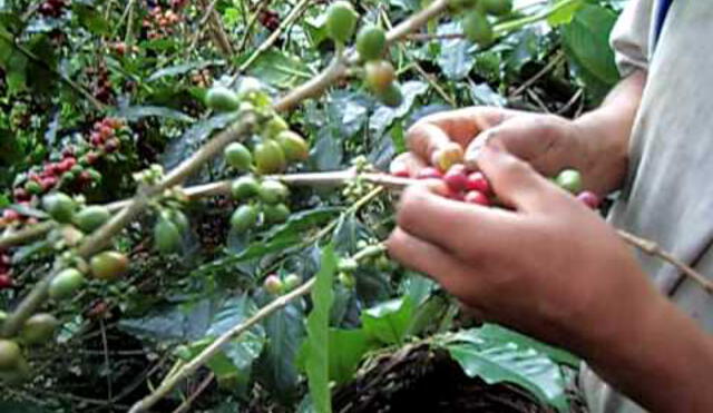Falta de inversión afectaría la producción de café en el 2019