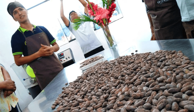 Satipo: familias incrementarán su producción con planta de procesamiento de cacao