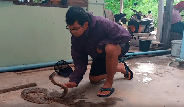 YouTube viral: Hombre intenta hipnotizar a serpiente, sin imaginar lo que sucedería [VIDEO] 
