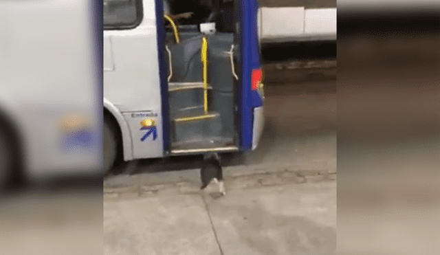 Facebook viral: Perro callejero espera todos los días a chofer de bus para que le comparta su comida [VIDEO]