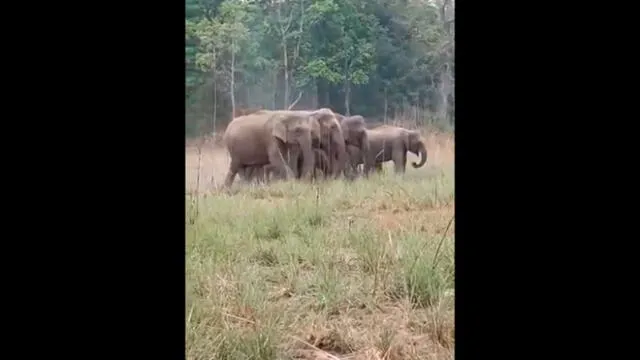 Turistas huyen de furioso elefante