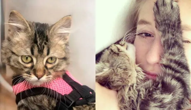 Selena Alí inició una campaña en las redes sociales para salvar a su gato. Foto: Facebook