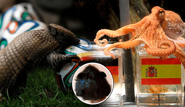 El pulpo Paul es uno de los animales más conocidos a nivel Mundial por haber acertados los resultados del Mundial 2010. Foto: composición GLR