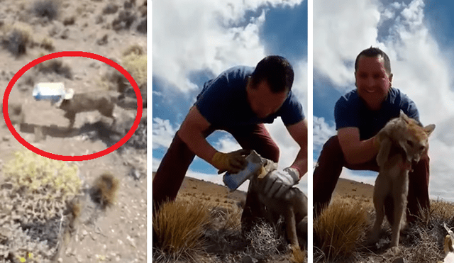 Facebook viral: zorro casi muere al tener atrapada su cabeza con cajas de cartón, pero fue salvado [VIDEO] 