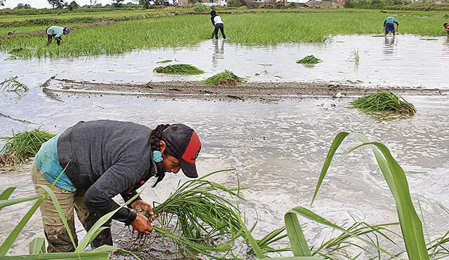 Peligra campaña grande de arroz en Medio y Bajo Piura 
