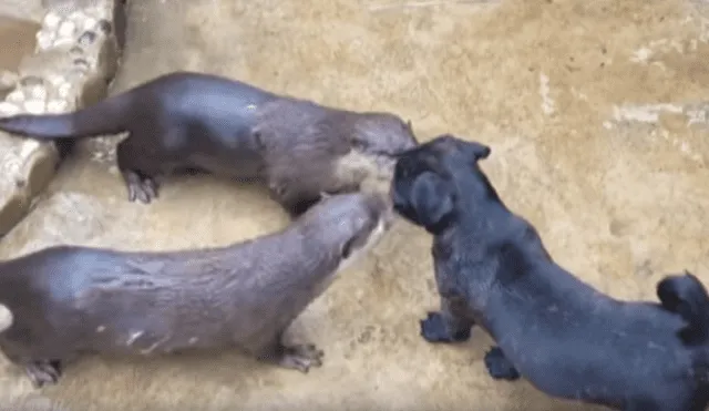 Facebook: nutrias rescatadas tienen un conmovedor encuentro con un perro [VIDEO]