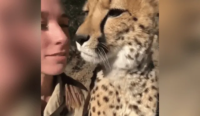 La arriesgada cuidadora de felinos le dio un beso a un leopardo.
