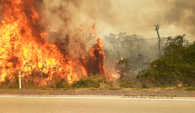 Incendio forestal en Bolivia: el fuego consume medio millón de hectáreas en Santa Cruz