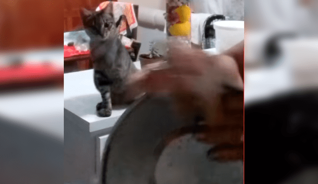 Video es viral en YouTube. La dueña del gato se percató del gracioso comportamiento de su mascota y aprovechó para enseñarle cómo se lavan los servicios