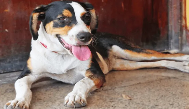Conoce a los 5 perritos de la UNI que hoy buscan un nuevo hogar [FOTOS]