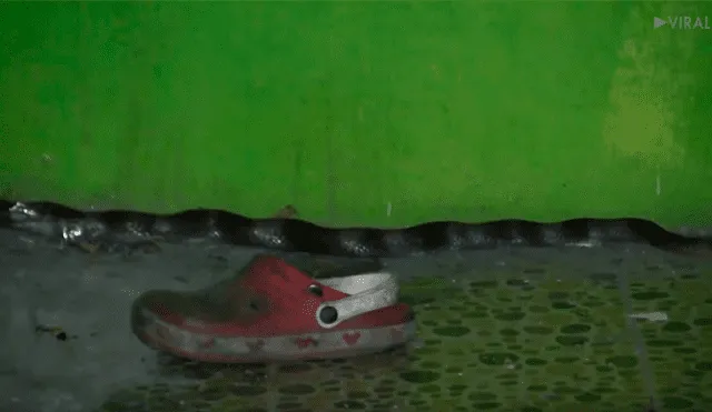 Video viral de YouTube muestra el preciso instante en que un hombre encuentra una misteriosa criatura al revisar una pila de zapatos viejos.
