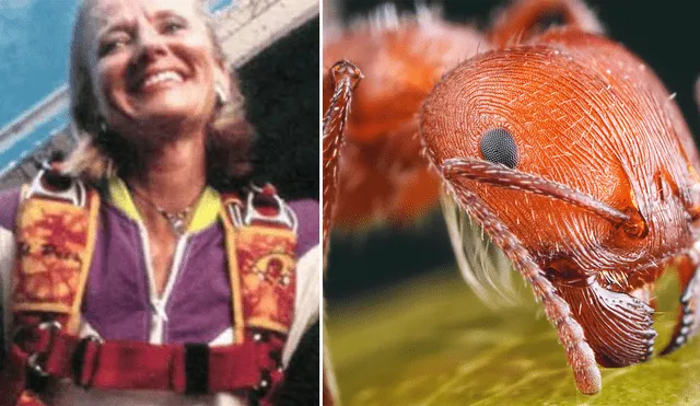 EE.UU.: su paracaídas no abrió, pero 250 mil hormigas lograron salvar su vida 