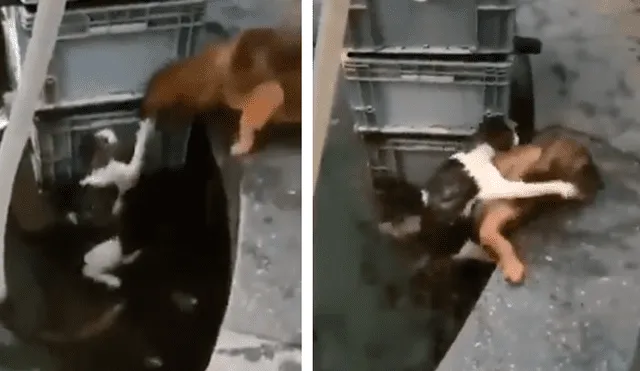 Facebook: valiente perro rescata a gato que estaba a punto de morir ahogado [VIDEO]