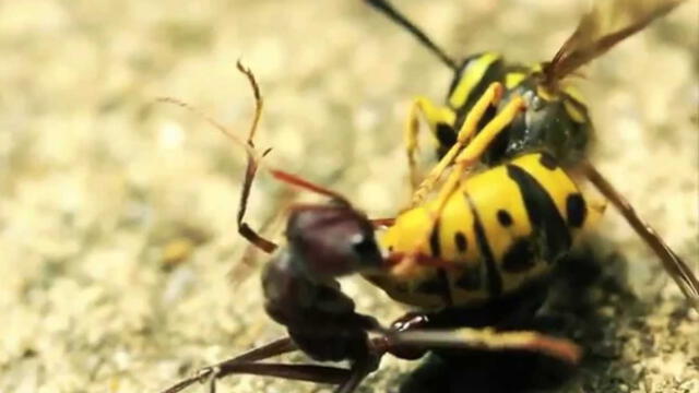 Facebook: Avispa tiene duelo a muerte con una hormiga y desenlace hace temblar a todos
