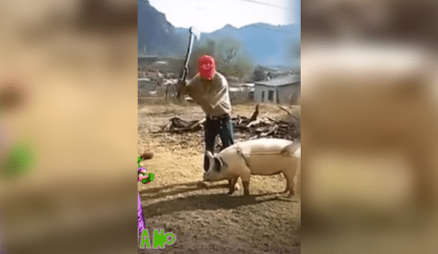 Vía Facebook: intentó matar a un cerdo, pero es sorprendido por el Karma [VIDEO]