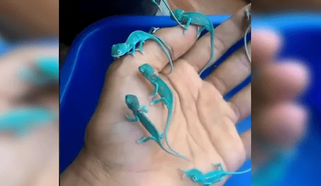 Video es viral en YouTube. Un joven encontró un nido de camaleones y cuando intentó coger a estas pequeñas criaturas se llevó una tremenda sorpresa que nadie hubiera imaginado. Foto: Captura.