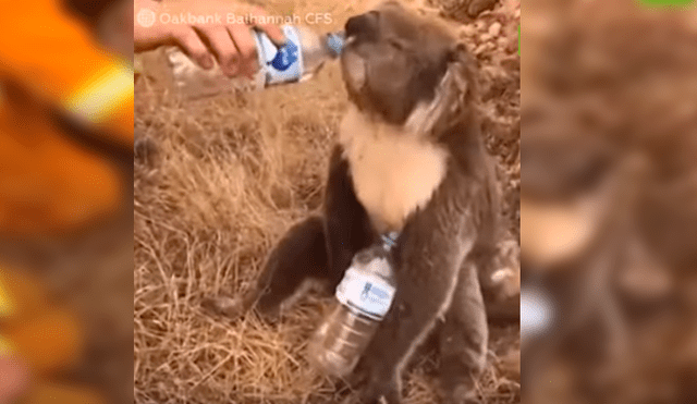 Bombero da de beber a sediento koala tras rescatarlo de un incendio [VIDEO]