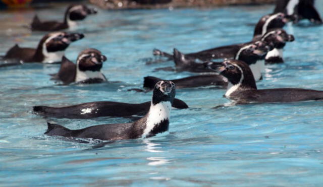 El Parque de las Leyendas celebró el día del Pingüino