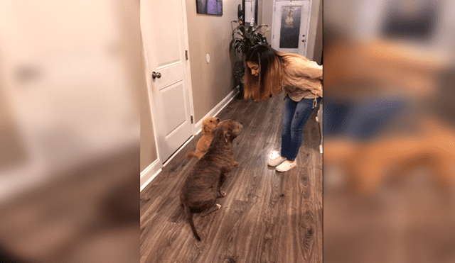 En Facebook, un perro aprovechó la distracción de su dueña para salir de casa y al regresar fue regañado.