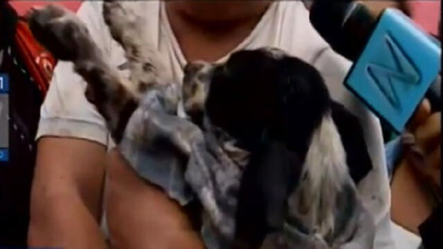 Callao: al menos 17 perros murieron durante incendio en solar del jirón Apurímac [VIDEO] 