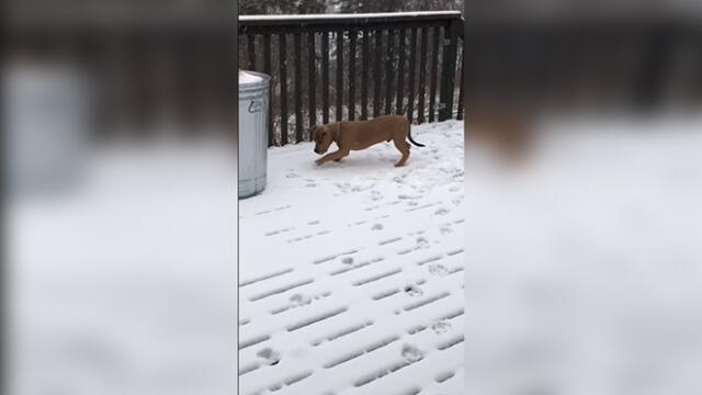 Facebook: Perro ve nieve por primera vez y tiene tierna reacción [VIDEO] 