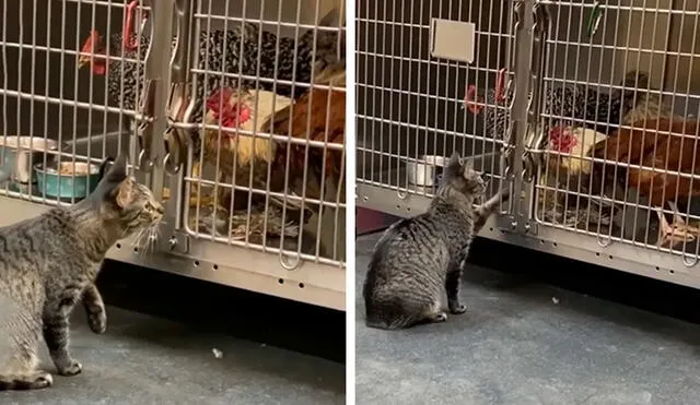 Desliza las imágenes para ver la arriesgada acción de un gato al meter su pata en una jaula que pertenecía a unos gallos. Foto: captura de YouTube