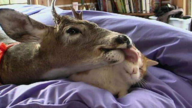 Gato ‘aprueba’ la adopción de un ciervo abandonado  [VIDEO]