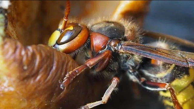 Los avispones gigantes asiáticos son peligrosos para otras especies como abejas. Foto: Pxhere