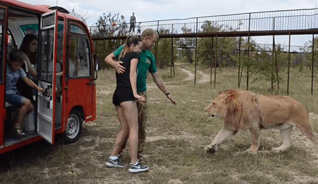 YouTube viral: turista arriesga su vida al bajar de vehículo turístico para acariciar a un temible león [VIDEO]
