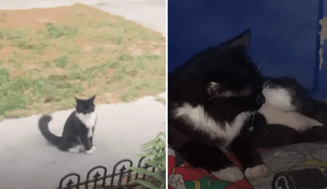YouTube viral: Mujer acoge en su casa a gata callejera y le ayuda a dar