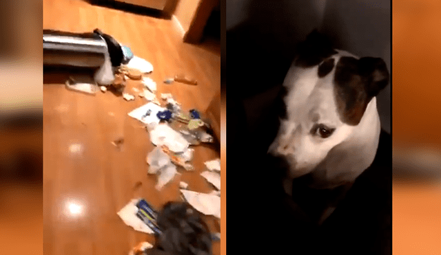 El can desató miles de carcajadas en Facebook con su gracioso comportamiento al ver a su dueño llegando a casa
