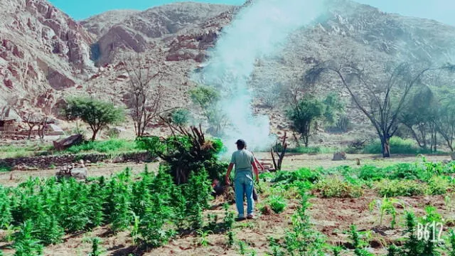  Ica: policía destruye más de 25 mil plantones de Marihuana cultivados en valle