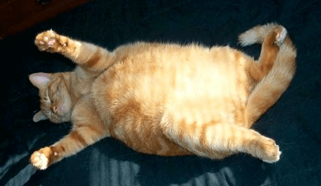 Facebook viral: gatito obeso es descubierto haciendo ejercicios para bajar de peso [VIDEO]