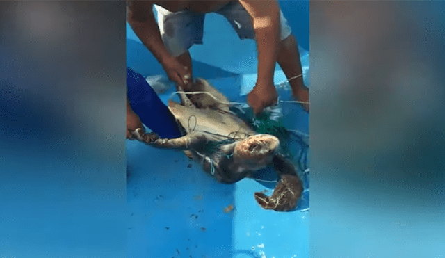 Un video viral muestra cómo un grupo de pescadores rescatan a un tortuga al borde de la muerte.