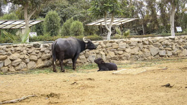 Un búfalo macho y su cría. Foto: Parque de las Leyendas.
