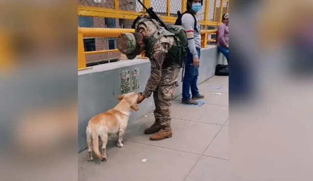 Desliza las imágenes para ver más detalles sobre esta conmovedora escena protagonizada por un perro callejero y un soldado peruano. Foto: captura de TikTok