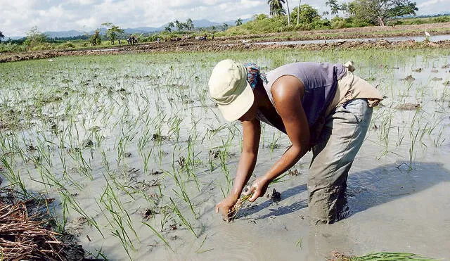 Lambayeque: déficit de agua afectó a agricultores en siembra de arroz y maíz 